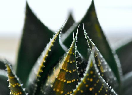 Aloe Vera - Aloe barbadensis