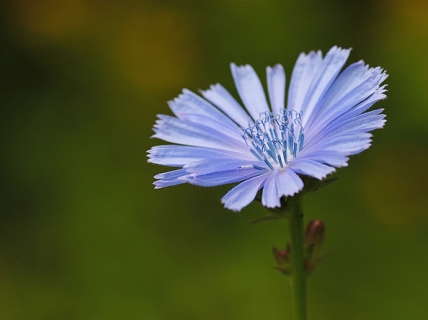 Čekanka obecná - Cichorium intybus