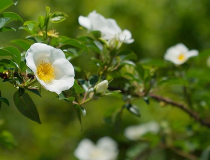 Čínská růže - Rosa laevigata