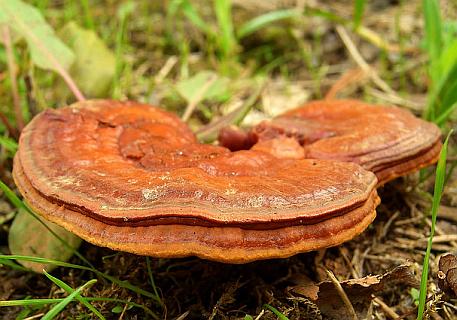 Houba Reishi - Ganoderma lucidum