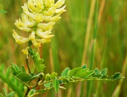 Kozinec - Astragalus membranaceus
