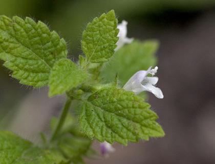 Meduňka lékařská - Melisa officinalis