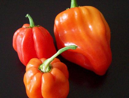 Paprika - Capsicum species