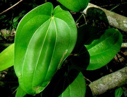 Přestup lékařský - Smilax officinale