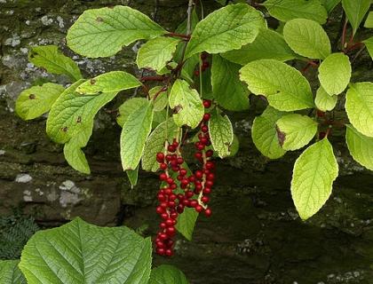 Schizandra čínská - Schisandra chinensis
