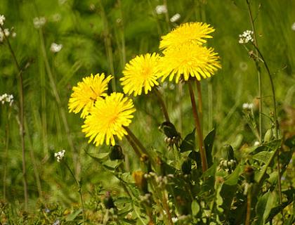 Smetánka lékařská - Taraxacum officinale