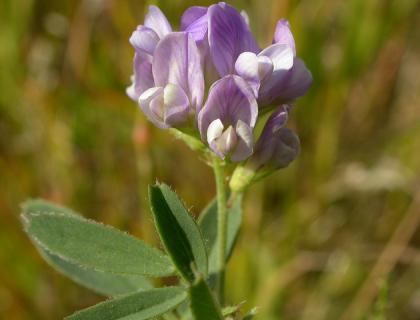 Tolice vojtěška - Medicago sativa