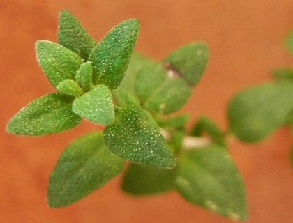 Tymián obecný - Thymus vulgaris