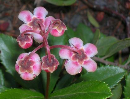 Zimozelen okoličnatý - Chimaphila umbellata